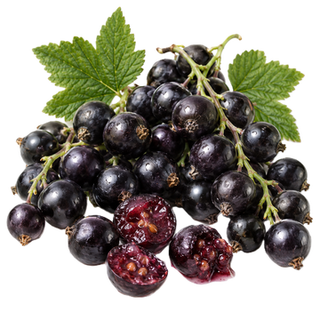 Blackcurrant Accord
