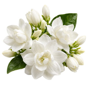 Jasmine